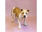 Adopt Pen 176 Missy a Pit Bull Terrier