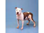 Adopt In Foster Destin Hw + a Pit Bull Terrier