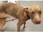 Adopt Ic-9 Mariko a Pit Bull Terrier