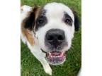 Adopt Mazie Daizy a Saint Bernard