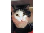 Adopt Mila a Domestic Long Hair, Domestic Short Hair