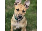 Adopt Daisy a American Staffordshire Terrier