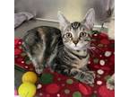 Adopt Cosmo a Domestic Short Hair