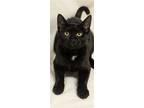 Adopt Nicole a Domestic Short Hair