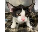 Adopt Raisin a Domestic Short Hair