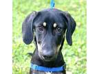 Adopt Susie a Plott Hound, Shepherd