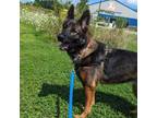 Adopt Zena a German Shepherd Dog