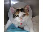 Adopt Mona a Domestic Short Hair