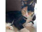 Adopt Brita a Domestic Short Hair