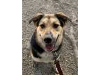 Adopt Chanel a Shepherd, Mixed Breed