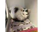 Adopt Lucia a Domestic Medium Hair