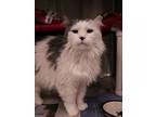 Adopt Lucky Ducky a Domestic Long Hair