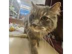 Adopt Ruby Tuesday a Domestic Long Hair