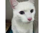 Adopt Buttermilk a Domestic Short Hair