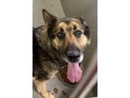 Adopt Carla a Mixed Breed