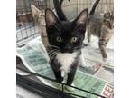 Adopt Chamomile a Domestic Short Hair