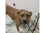 Adopt Ellie a Mixed Breed