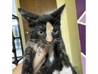 Adopt Posie a Domestic Short Hair