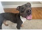 Adopt Emiko a Pit Bull Terrier, Mixed Breed