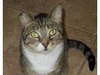 Adopt Sloop a American Shorthair