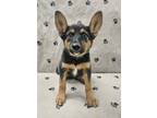 Adopt Karly a German Shepherd Dog, Collie