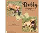 Adopt Dolly a Boxer