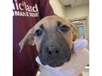 Adopt Tuesday a Black Mouth Cur, Mixed Breed