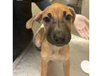 Adopt Wednesday a Black Mouth Cur, Mixed Breed