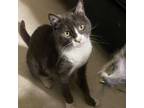 Adopt Silk a Domestic Short Hair