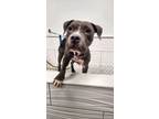 Adopt Alabama a Pit Bull Terrier