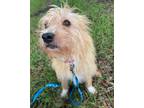 Adopt Susie a Cairn Terrier