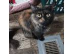 Adopt Freedom a Domestic Medium Hair