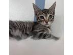 Adopt Emma a Domestic Short Hair