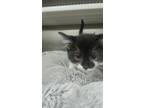 Adopt Daisy a Domestic Short Hair