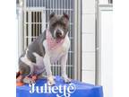 Adopt Juliette a American Staffordshire Terrier