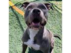 Adopt Gidget a American Staffordshire Terrier