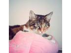 Adopt Calista a Domestic Short Hair