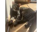 Adopt Stella a Domestic Short Hair