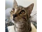 Adopt Nola a Domestic Short Hair