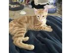 Adopt Clementine a Domestic Short Hair