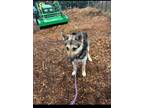 Adopt Kelsey a German Shepherd Dog