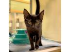 Adopt Trudy a Domestic Short Hair