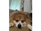 Adopt Polly a Pomeranian