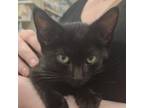 Adopt Moonlight a Domestic Short Hair