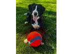 Adopt Peaches a Saint Bernard, Labrador Retriever