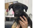 Adopt Fayes Little Pumpkins a German Shepherd Dog, Labrador Retriever