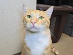 Adopt Rusty a Domestic Short Hair