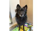 Adopt Garrett a Pomeranian, Mixed Breed