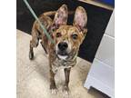 Adopt Kylo a Mixed Breed