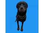 Adopt TUSC-Stray-tu2477 a Rottweiler